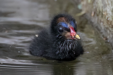 Teichhuhn Kken [Gallinula chloropus]