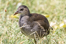 Teichhuhn Jungvogel [Gallinula chloropus]