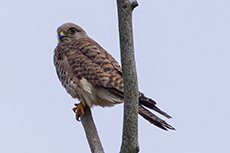 Turmfalke [Falco tinnunculus]