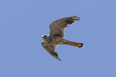 Turmfalke [Falco tinnunculus]