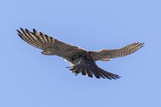 Turmfalke [Falco tinnunculus]
