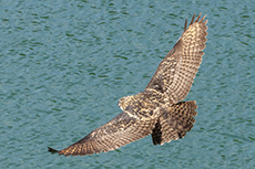 Uhu [Bubo bubo]