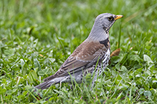 Wacholderdrossel [Turdus pilaris]
