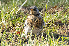 Wacholderdrossel [Turdus pilaris]