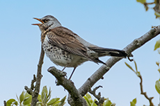 Wacholderdrossel [Turdus pilaris]