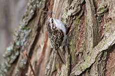 Waldbaumlufer [Certhia familiaris]
