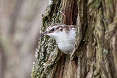 Waldbaumlufer [Certhia familiaris]