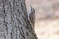 Waldbaumlufer [Certhia familiaris]