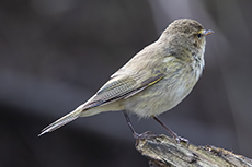 Zilpzalp [Phylloscopus collybita]
