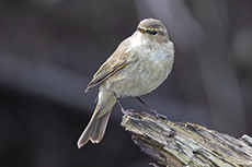 Zilpzalp [Phylloscopus collybita]