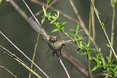 Zilpzalp [Phylloscopus collybita]